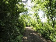 Trail in forest