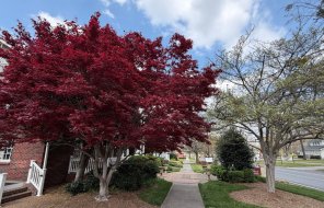 Trees cast shade over the sidewalk along Selvidge Street near downtown Dalton