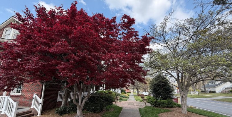 Trees cast shade over the sidewalk along Selvidge Street near downtown Dalton